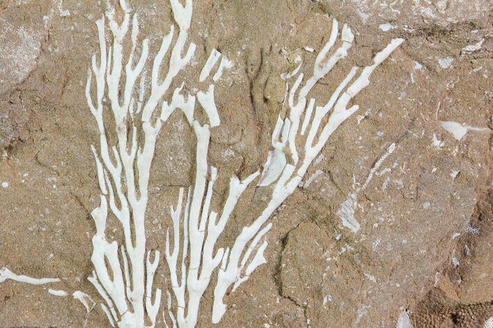 Ordovician Bryozoan (Pseudohornera) Plate - Estonia #73492